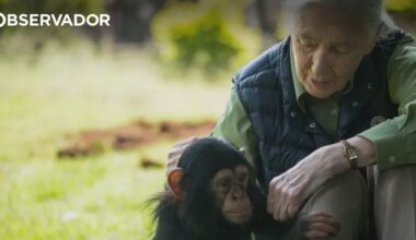Morreu Jane Goodall. Investigadora tinha 91 anos – Observador