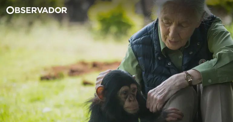 Morreu Jane Goodall. Investigadora tinha 91 anos – Observador