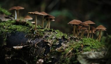 Fungos podem ter ajudado a criar os primeiros ecossistemas terrestres