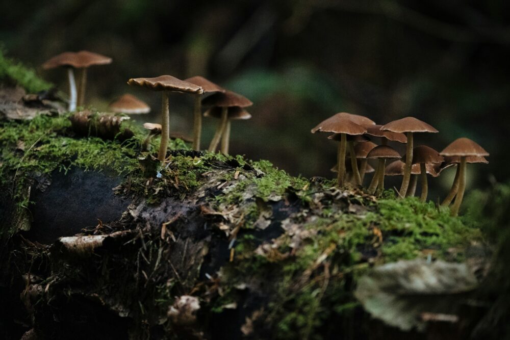 Fungos podem ter ajudado a criar os primeiros ecossistemas terrestres