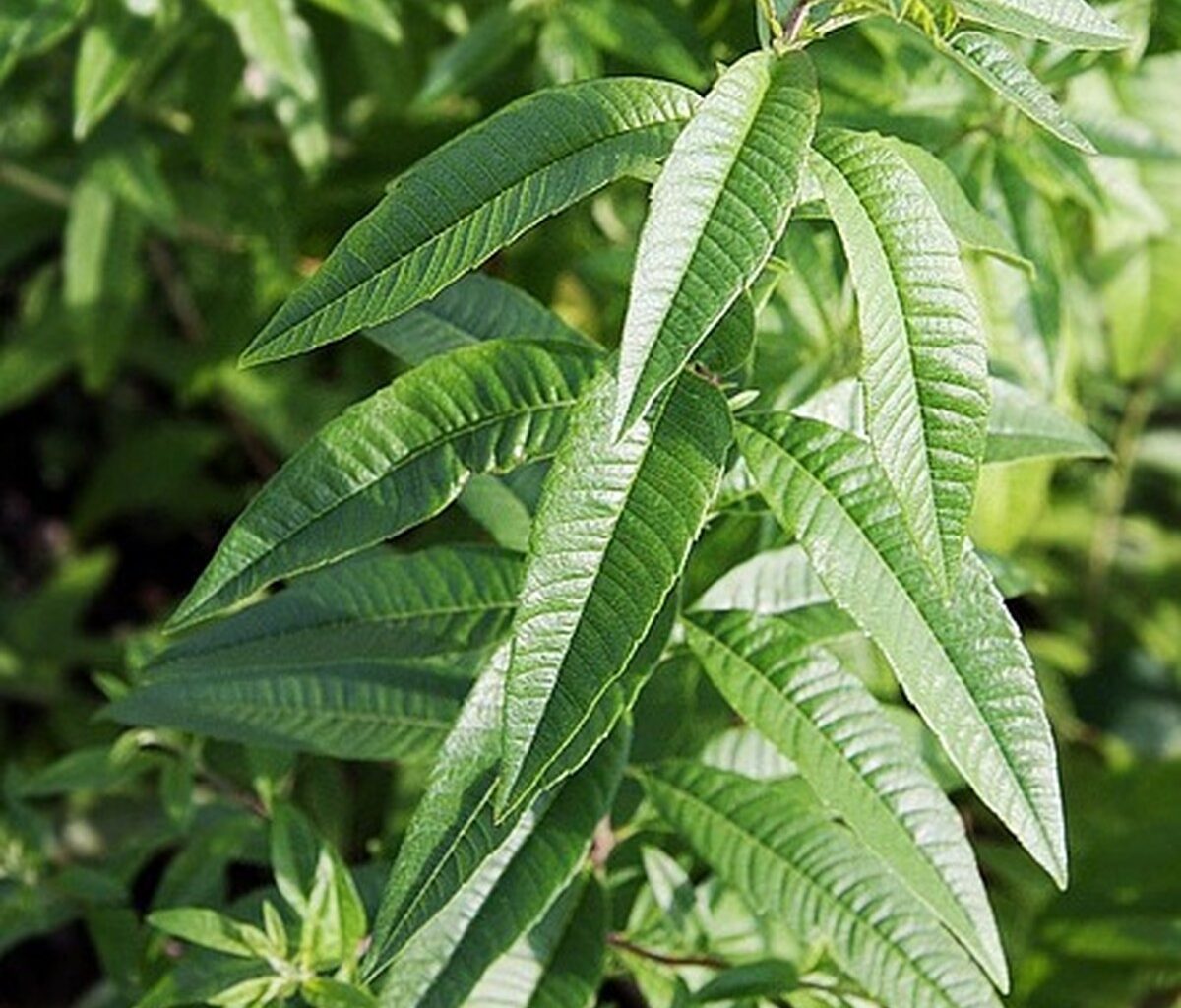 o que diz a ciência sobre esta planta ancestral que ajuda a aliviar a insônia