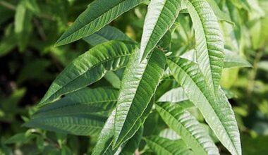o que diz a ciência sobre esta planta ancestral que ajuda a aliviar a insônia