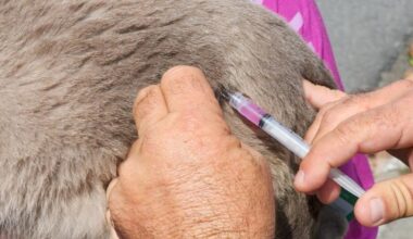 Prefeitura de Taubaté realiza vacinação antirrábica de cães e gatos na Praça Santa Terezinha