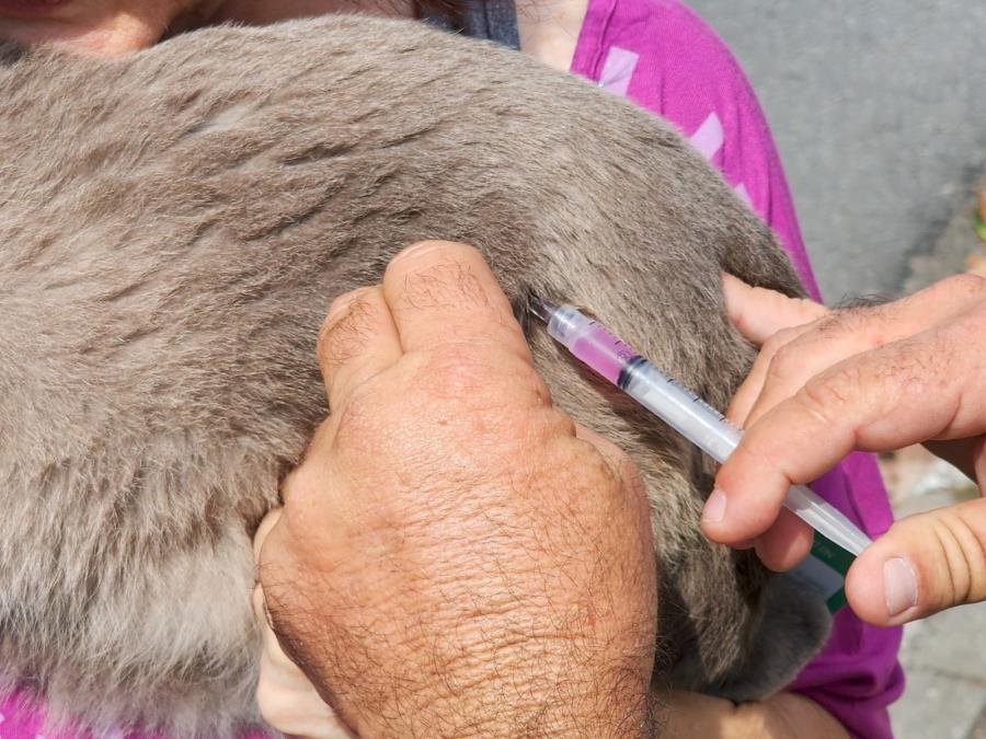 Prefeitura de Taubaté realiza vacinação antirrábica de cães e gatos na Praça Santa Terezinha