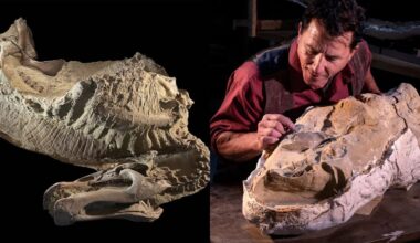 cientistas descobrem dois fósseis raros de dinossauros com mais de 66 milhões de anos nos EUA