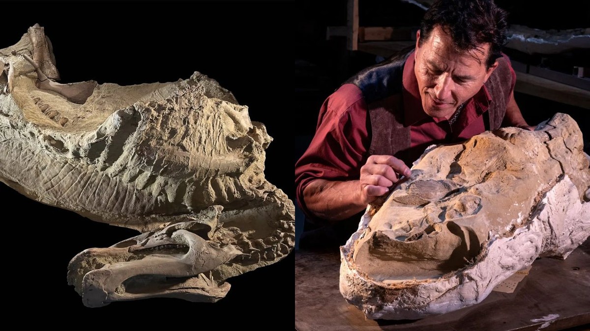 cientistas descobrem dois fósseis raros de dinossauros com mais de 66 milhões de anos nos EUA