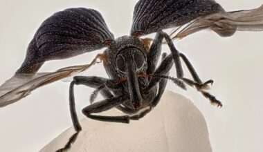 Nikon Small World: confira imagens incríveis premiadas em competição de fotografia microscópica - Época Negócios