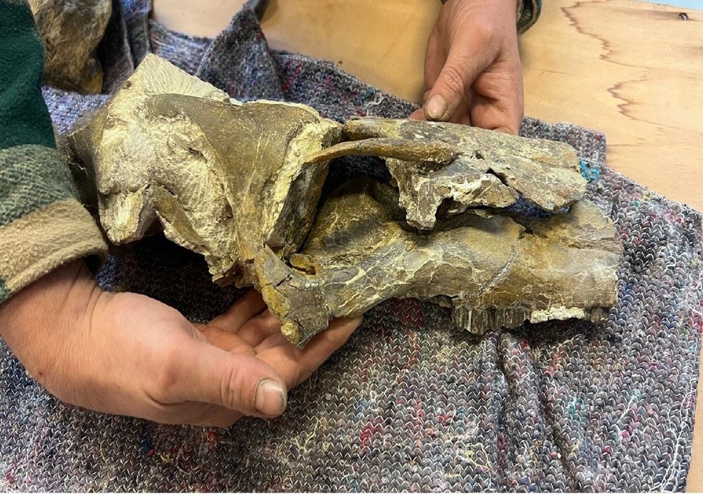 crânio do dinossauro Cariocecus bocagei