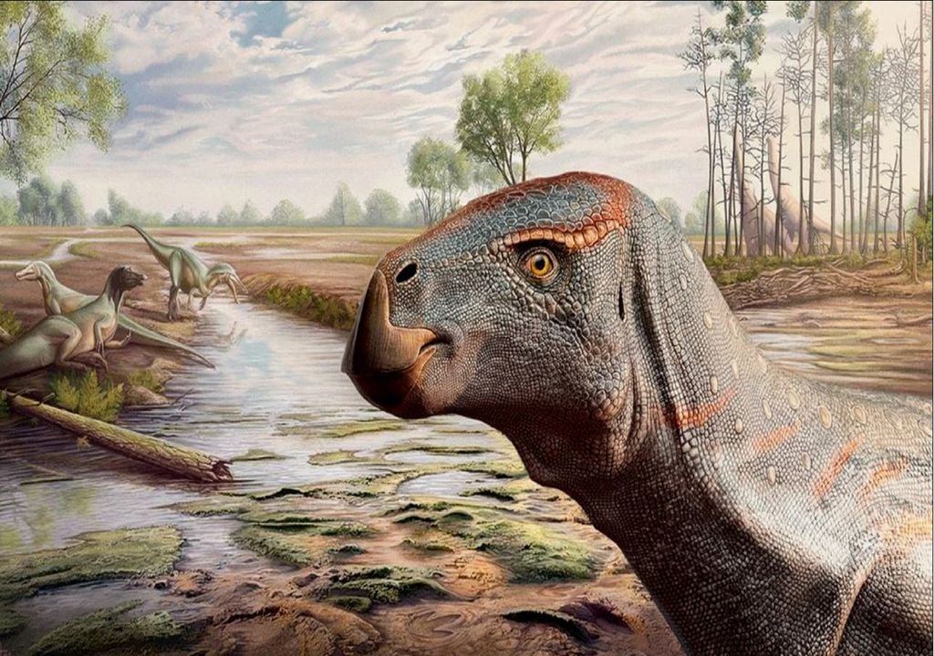 Ilustração do Cariocecus bocagei