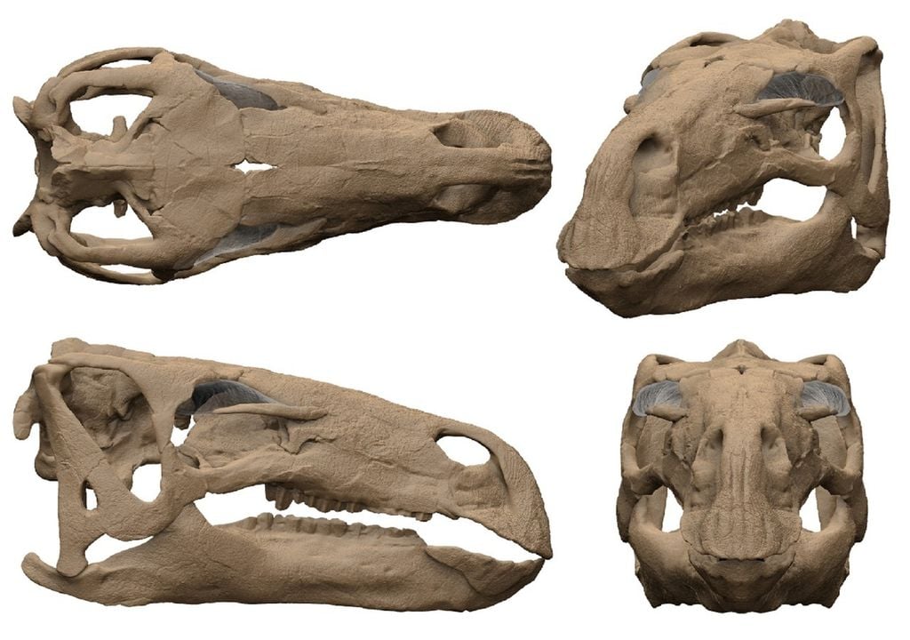 Modelo 3D de crânio do dinossauro Cariocecus bocagei