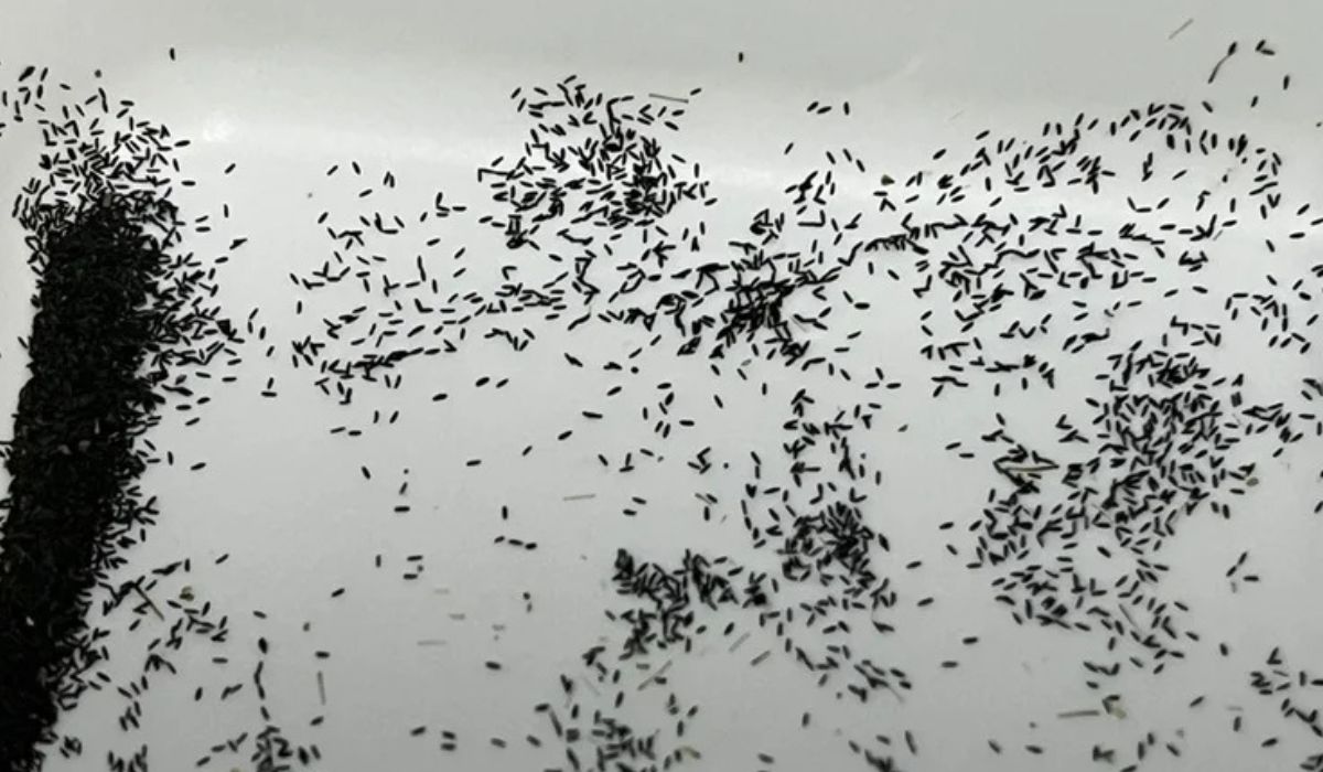 Ovos de mosquito. A principal função da fábrica é multiplicar mosquitos que já carregam as modificações desejadas, seja o gene autolimitante ou a bactéria Wolbachia.Foto: Oxitec/Reprodução/ND