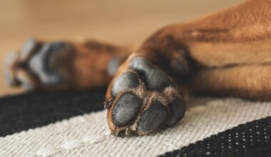 Confirmado primeiro caso de híbrido de lobo e cão na Grécia