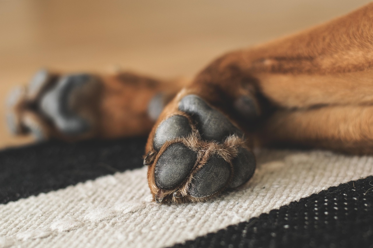 Confirmado primeiro caso de híbrido de lobo e cão na Grécia