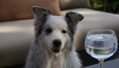estudo inédito revela que cães podem ser superdotados e ter vícios como os humanos