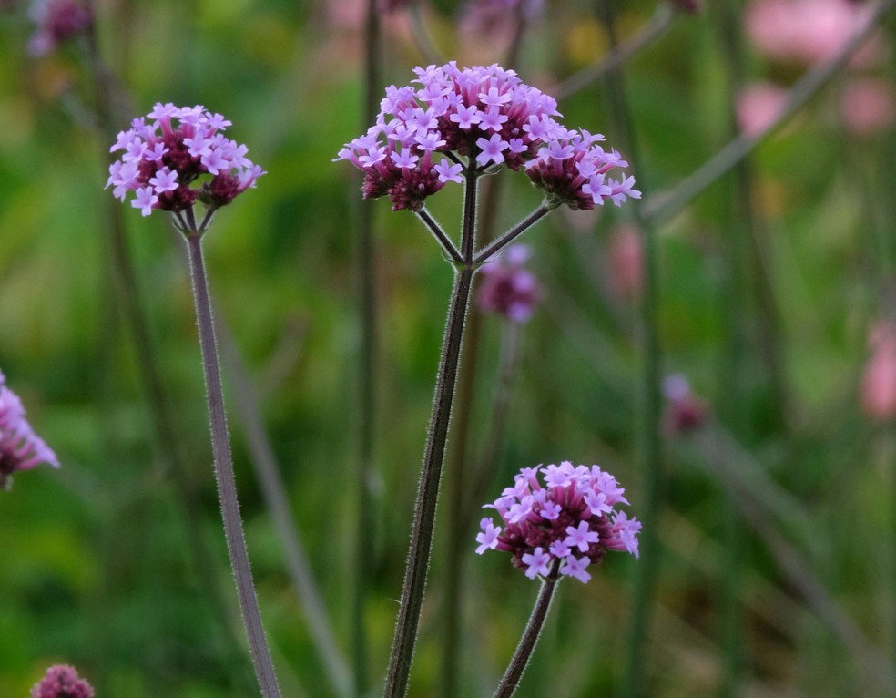 A Verbena officinalis é uma planta nativa usada com fins medicinais desde os tempos antigos — Foto: Pexels
