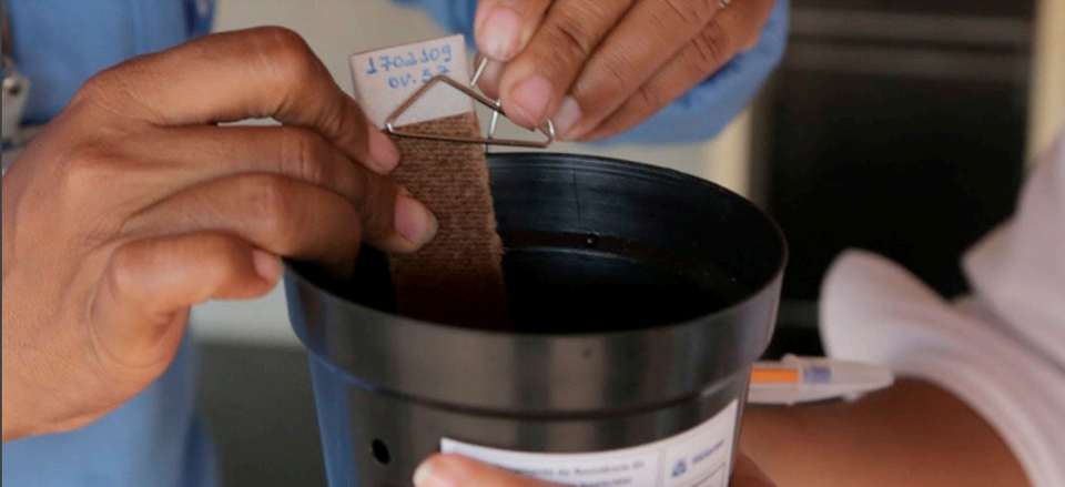 Governo ES - Sesa amplia estratégia de vigilância e monitoramento do Aedes aegypti no Espírito Santo