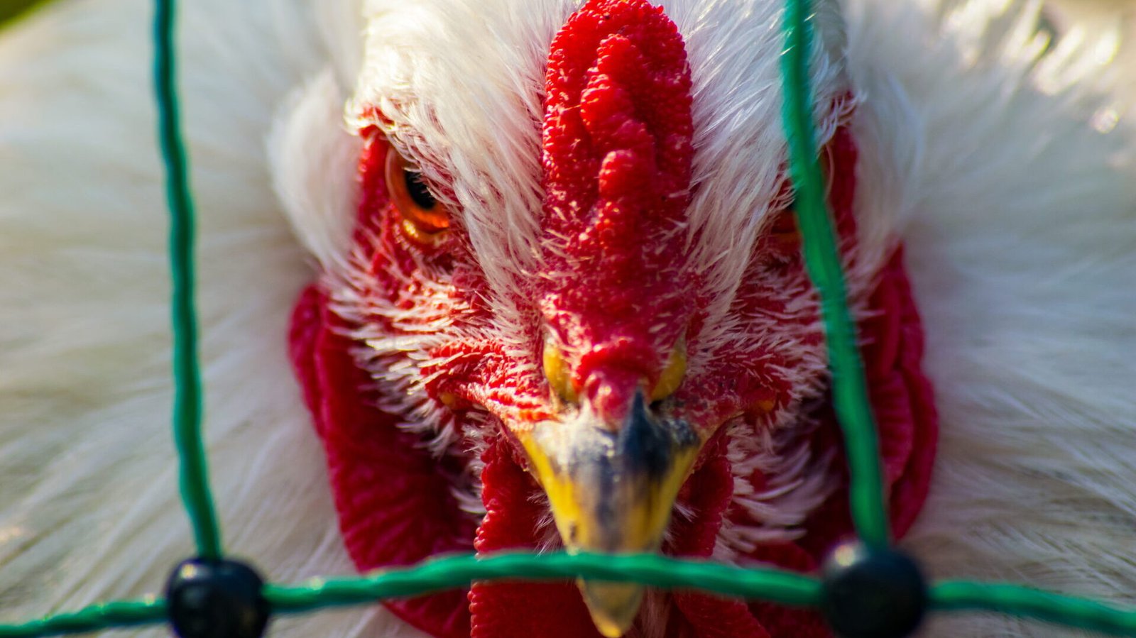 Vírus da gripe aviária pode sobreviver em queijo de leite cru