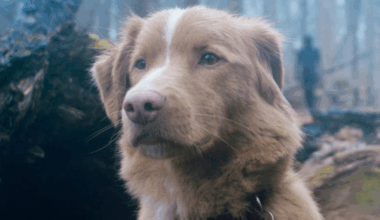 Good Boy | Estúdio do longa lança carta em campanha de Melhor Ator