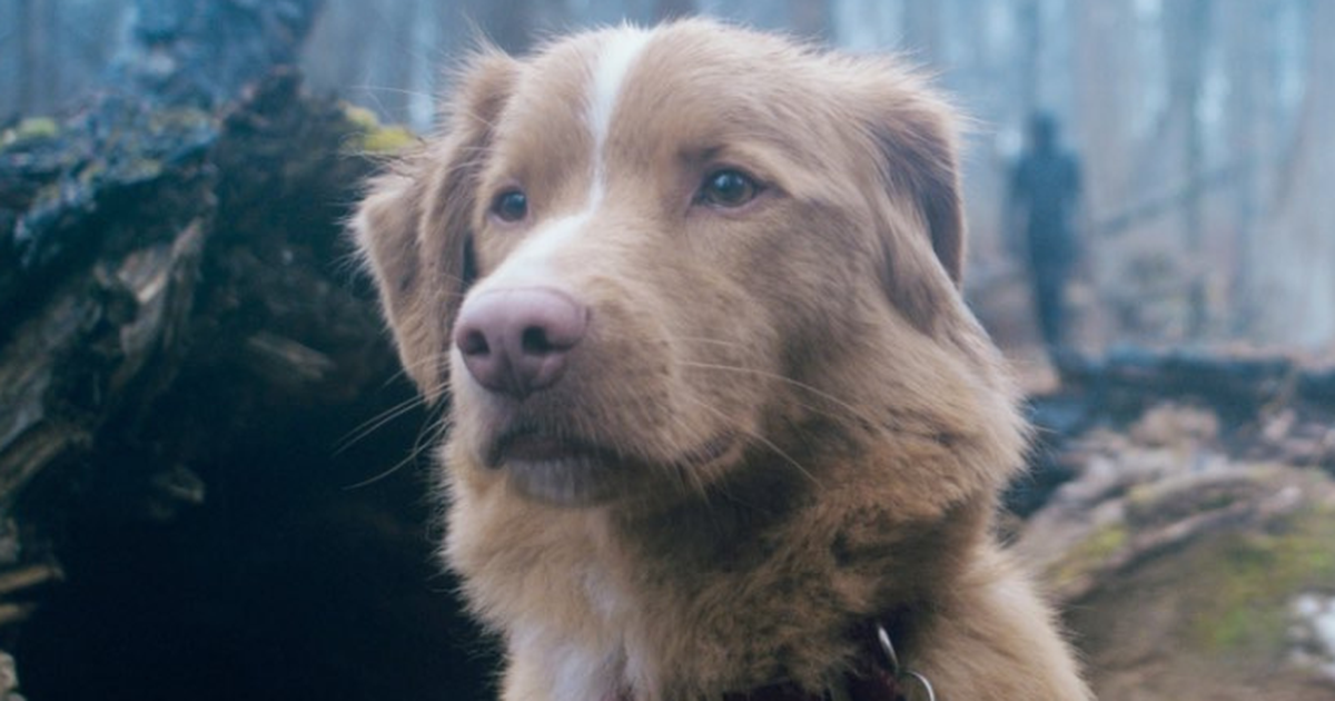 Good Boy | Estúdio do longa lança carta em campanha de Melhor Ator
