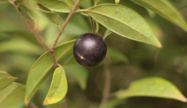 Espécie frutífera nativa da Chapada do Araripe pode ser uma aliada na luta contra superbactérias