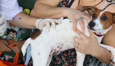 Campanha de vacinação antirrábica passará por diferentes bairros de Nova Friburgo