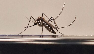 Paraíba registra aumento no número de mortes por dengue, segundo boletim epidemiológico - G1