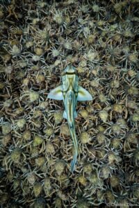 Caranguejos-aranhas e um tubarão em Port Phillip Bay, Victoria.