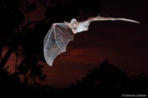 Um morcego-fantasma em pleno voo. A imagem venceu na categoria Animais ameaçados do concurso de fotografia de natureza