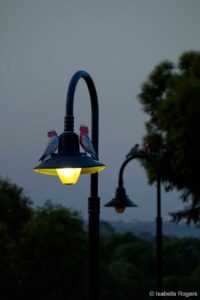A foto de dois pássaros pousados em um poste de luz ao amanhecer venceu na categoria Jovem do Fotógrafo de natureza do ano