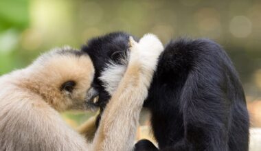 Beijar na boca? Isso é coisa de macacos com 21 milhões de anos