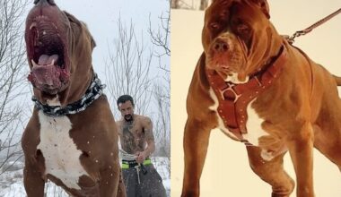Conheça Hulk, o pitbull gigantesco de mais de 80 kg que conquistou o mundo com seu tamanho e coração doce