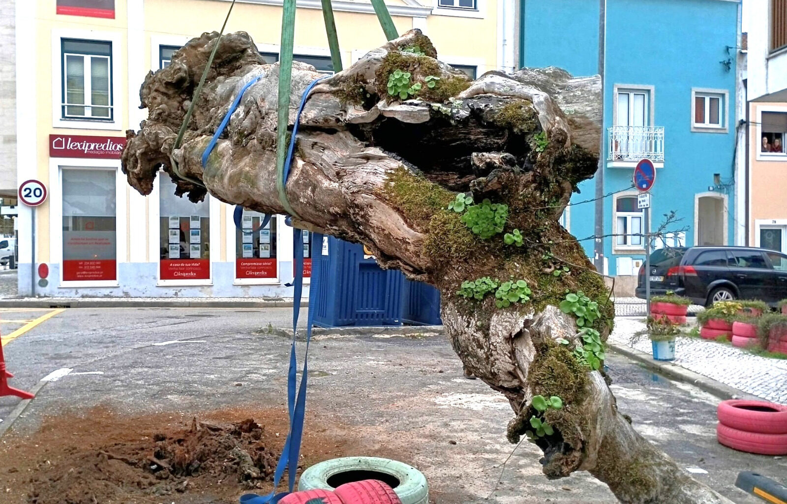 Município de Águeda transforma árvore centenária em escultura para preservar memória coletiva