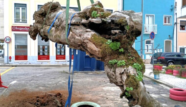 Município de Águeda transforma árvore centenária em escultura para preservar memória coletiva