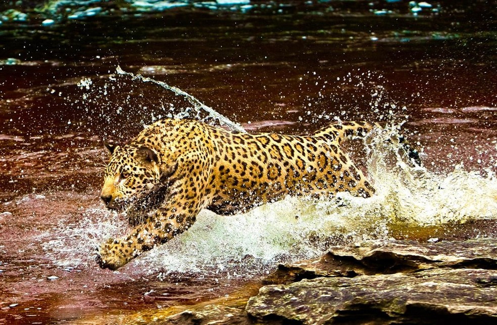 Onça na Amazônia — Foto: Araquém Alcântara