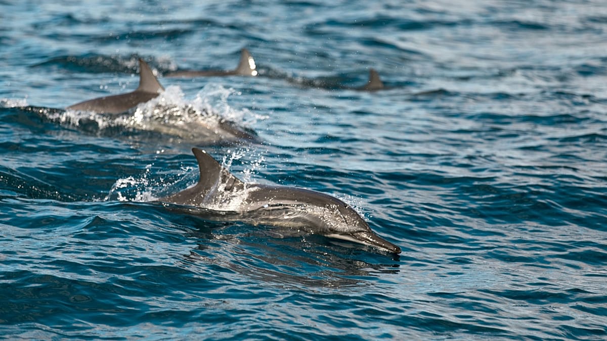 Novo estudo alerta: golfinhos e baleias sem refúgio perante os químicos eternos