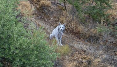 Fotógrafo faz primeiro registro de um lince-ibérico branco em Andaluzia | Biodiversidade
