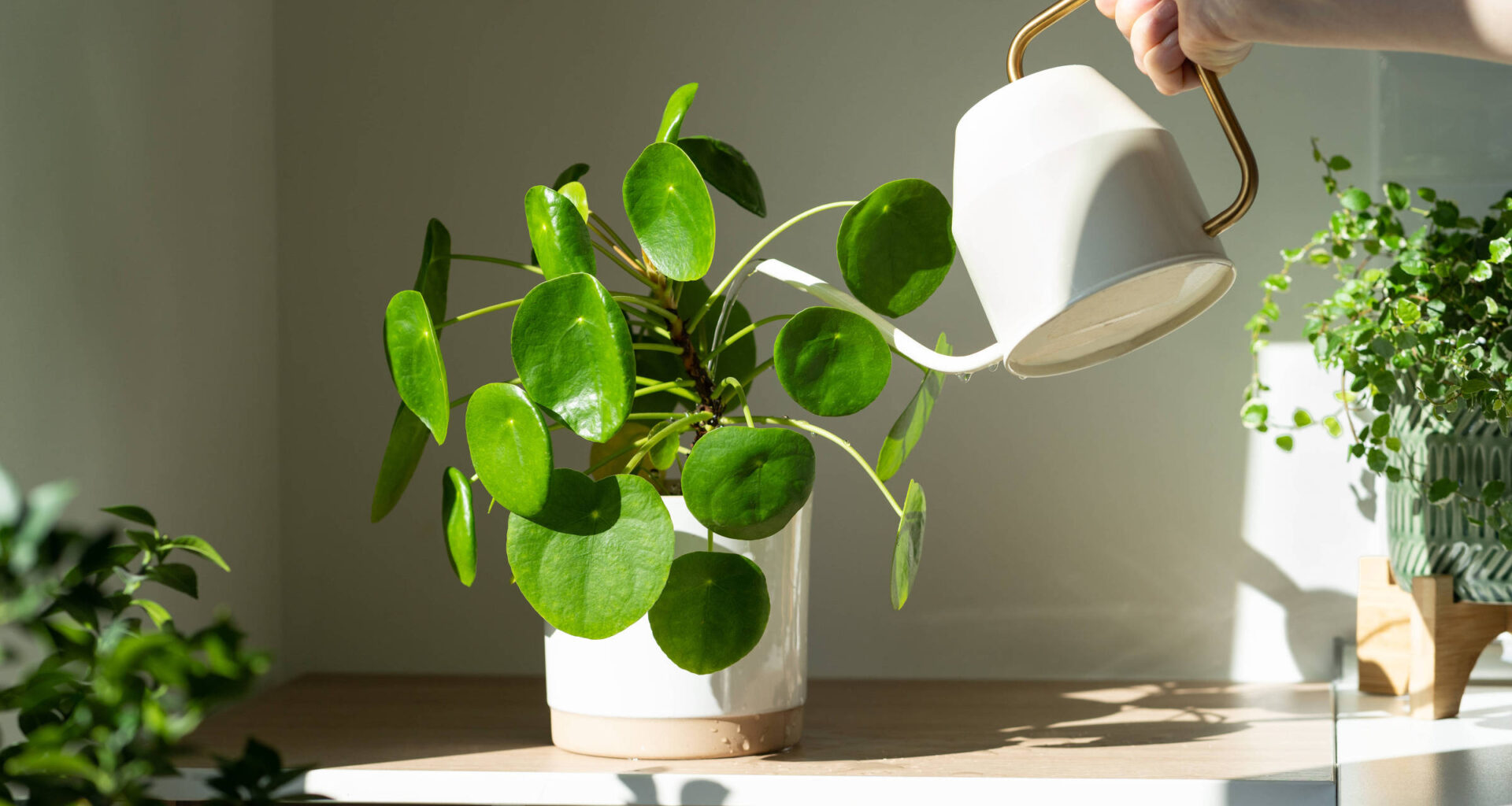 Primavera e alergias: plantas que ajudam e as que pioram - 03/11/2025 - Equilíbrio