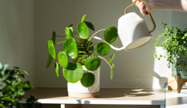 Primavera e alergias: plantas que ajudam e as que pioram - 03/11/2025 - Equilíbrio