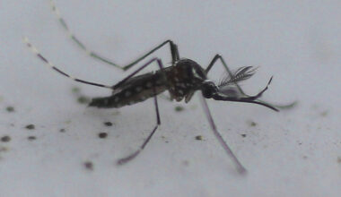 Anvisa aprovará vacina da dengue até dezembro, diz Padilha - 03/11/2025 - Equilíbrio e Saúde