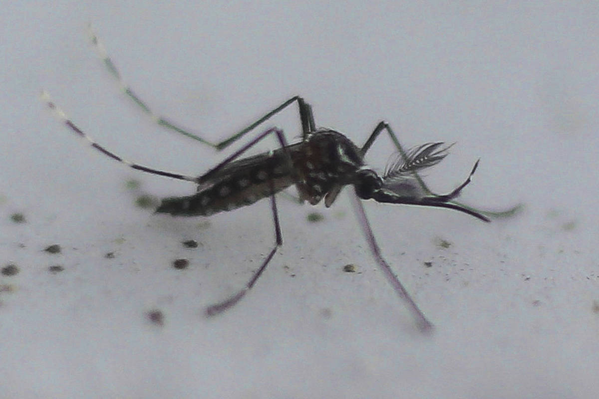 Anvisa aprovará vacina da dengue até dezembro, diz Padilha - 03/11/2025 - Equilíbrio e Saúde