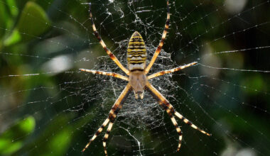 Por que aranhas decoram suas teias - 02/11/2025 - Ciência