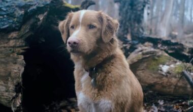 🐶‘Bom Menino’ desperdiça ótima ideia e só cachorro salva filme de desastre completo – R7 Entretenimento