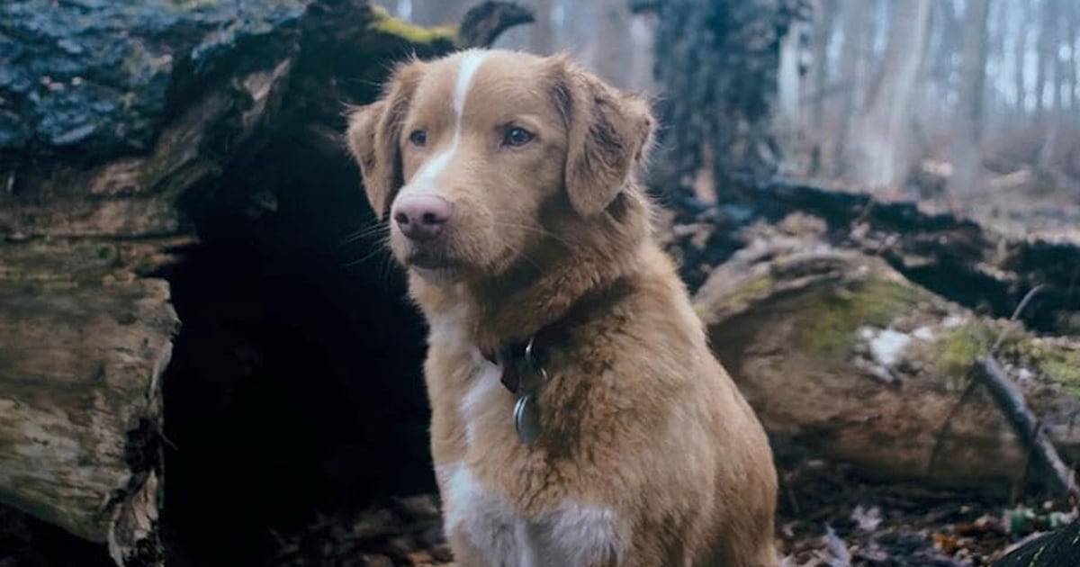 🐶‘Bom Menino’ desperdiça ótima ideia e só cachorro salva filme de desastre completo – R7 Entretenimento
