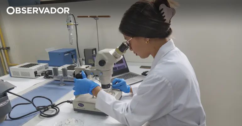 Glicose. Nanomotores administram medicamentos em tumores – Observador