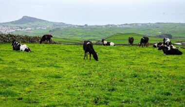Nível de alerta do Vulcão de Santa Bárbara nos Açores volta a subir para V3