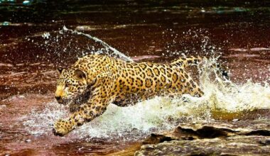 fotógrafos que dedicaram a vida a clicar a Amazônia revisitam imagens antes da COP30