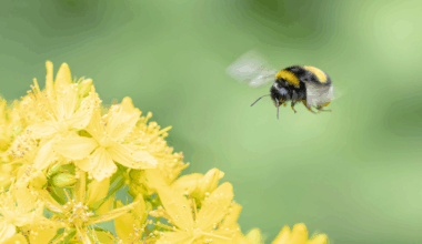 Os abelhões aprenderam a ler um simples “código morse” para encontrar comida, segundo um novo estudo