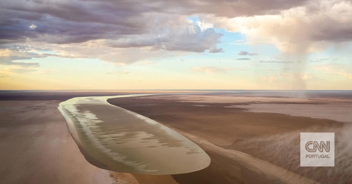 Raro fenómeno devolve vida a uma das zonas mais áridas do mundo e atrai tanto animais como turistas