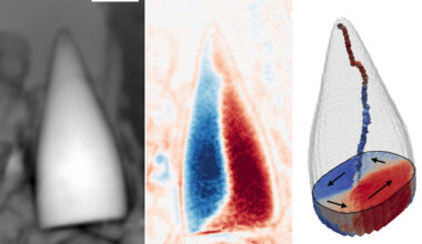 Fósseis magnéticos podem revelar 'sistema de GPS interno' - 18/11/2025 - Ciência