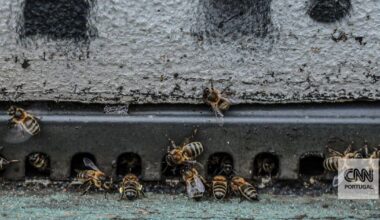 Flores por todo o lado pode ser a solução para a ameaça a um dos animais mais importantes do mundo
